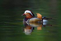 Mandarin duck (Aix galericulata) male swimming on water in the Beijing area, China. May.
