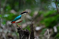 Fairy pitta (Pitta nympha) with a maggot in its beak, Guangshui, Hubei province, China. July.