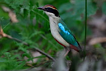 Fairy pitta (Pitta nympha) in the forest in Guangshui, Hubei province, China. July.