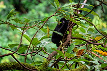 Central Yunnan black crested gibbon (Nomascus concolor jingdongensis), juvenile male sitting in tree. Wuliangshan Nature Reserve, Jingdong, Yunnan Province, China.