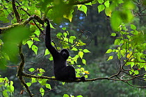 Central Yunnan black crested gibbon (Nomascus concolor jingdongensis), male sitting in tree, holding on to branch above. Wuliangshan Nature Reserve, Jingdong, Yunnan Province, China.