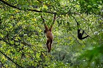 Central Yunnan black crested gibbon (Nomascus concolor jingdongensis), mother and baby hanging in canopy. Wuliangshan Nature Reserve, Jingdong, Yunnan Province, China.