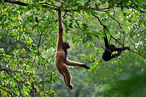 Central Yunnan black crested gibbon (Nomascus concolor jingdongensis), mother and baby swinging in canopy. Wuliangshan Nature Reserve, Jingdong, Yunnan Province, China.