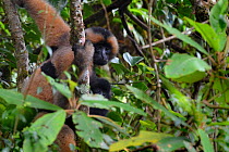 Central Yunnan black crested gibbon (Nomascus concolor jingdongensis), mother and baby surrounded by leaves in tree. Wuliangshan Nature Reserve, Jingdong, Yunnan Province, China.