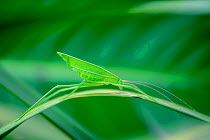 Long-horned grasshopper (Ectadia fulva) on leaf. Wuliangshan Nature Reserve, Jingdong, Yunnan Province, China.