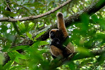 Central Yunnan black crested gibbon (Nomascus concolor jingdongensis), mother and baby sitting in tree. Wuliangshan Nature Reserve, Jingdong, Yunnan Province, China.