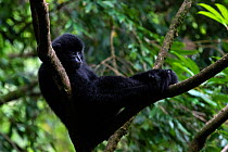 Central Yunnan black crested gibbon (Nomascus concolor jingdongensis), dominant male sitting in fork of tree. Wuliangshan Nature Reserve, Jingdong, Yunnan Province, China.