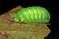 Moth caterpillar on leaf, tubercles with urticating hairs. Wuliangshan Nature Reserve, Jingdong, Yunnan Province, China.