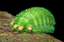 Moth caterpillar on leaf, tubercles with urticating hairs. Wuliangshan Nature Reserve, Jingdong, Yunnan Province, China.
