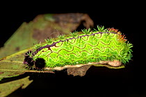 Moth caterpillar with urticating hairs, on a leaf. Wuliangshan Nature Reserve, Jingdong, Yunnan Province, China.