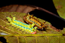 Moth caterpillars, two on a leaf with urticating hairs. Wuliangshan Nature Reserve, Jingdong, Yunnan Province, China.