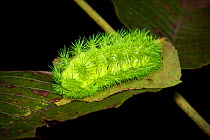 Moth caterpillar, tubercles with urticating hairs. Wuliangshan Nature Reserve, Jingdong, Yunnan Province, China.