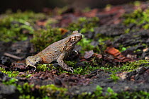 Short-legged horned / Peak spadefoot toad (Megophrys brachykolos) sitting on ground. Wuliangshan Nature Reserve in Jingdong, Yunnan Province, China.