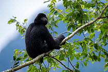 Central Yunnan black crested gibbon (Nomascus concolor jingdongensis), alpha male sitting in tree branch. Wuliangshan Nature Reserve, Jingdong, Yunnan Province, China.