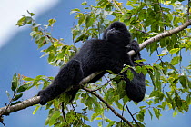 Central Yunnan black crested gibbon (Nomascus concolor jingdongensis), alpha male lounging in tree. Wuliangshan Nature Reserve, Jingdong, Yunnan Province, China.