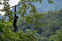 Central Yunnan black crested gibbon (Nomascus concolor jingdongensis), alpha male hanging from tree. Wuliangshan Nature Reserve, Jingdong, Yunnan Province, China.