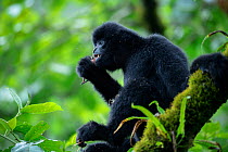 Central Yunnan black crested gibbon (Nomascus concolor jingdongensis), alpha male feeding on juvenile squirrel whilst sitting in tree. Wuliangshan Nature Reserve, Jingdong, Yunnan Province, China.