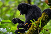 Central Yunnan black crested gibbon (Nomascus concolor jingdongensis), alpha male feeding on juvenile squirrel whilst sitting in tree. Wuliangshan Nature Reserve, Jingdong, Yunnan Province, China.