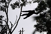 Central Yunnan black crested gibbon (Nomascus concolor jingdongensis) moving through trees, silhouetted. Wuliangshan Nature Reserve, Jingdong, Yunnan Province, China.