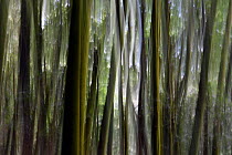 Abstract of forest in Wuliangshan Nature Reserve. Jingdong county, Yunnan Province, China.