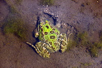 Sahara Frog (Pelophylax saharicus) in shallow water, Talassemtane National Park, Rif Mountains, Morocco.