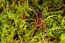 Raft spider (Dolomedes fimbriatus) on Sphagnum, Whixall Moss, Fenn&#39;s, Whixall and Bettisfield Mosses National Nature Reserve, Shropshire, England, UK. June.