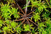 Raft spider (Dolomedes fimbriatus) on Sphagnum, County Kerry, Republic of Ireland. June.