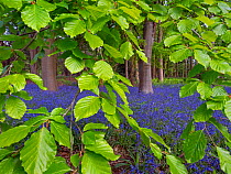 Bluebells (Hyacinthoides non-scripta) and Beech (Fagus sylvatica) leaves, England, UK, May.