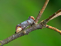Buff-tip moth (Phalera bucephala) resting, England, UK, June.
