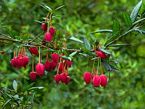 Chilean lantern tree (Crinodendron hookerianum) cultivated plant, endemic to Chile.
