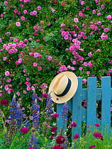 Climbing roses and blue gate with hat, in country garden, Norfolk, England, UK. June.