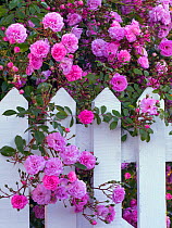 Climbing roses flowering over gate in country garden, Norfolk, England, UK. June.