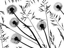 Silhouettes of Dandelion (Taraxacum officinale) seed heads and grasses, England, UK.