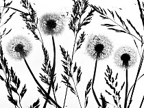 RF - Silhouettes of Dandelion (Taraxacum officinale) seed heads and grasses, England, UK. (This image may be licensed either as rights managed or royalty free.)