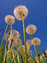 Dandelion (Taraxacum officinale) seeds blowing in the wind, England, UK, May.