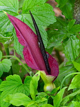 Dragon arum (Dracunculus vulgaris) cultivated plant.