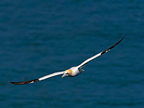 Gannet (Sula bassana) in flight Bempton, East Yorkshire. North Sea England, UK, June.