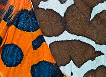 Garden tiger moth (Arctica caja) close up of patterns on wings, England, UK, July.