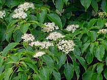 Giant dogwood (Cornus controversa) in flower, cultivated plant native to far east Asia.