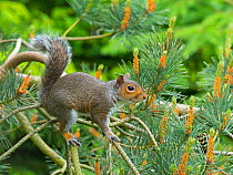 Grey squirrel (Sciurus carolinensis) in summer on Scots pine tree (Pinus sylvestris) England, UK. Introduced species.