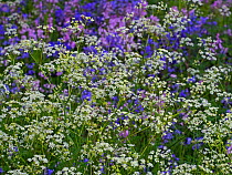 Hedge parsley (Torilis japonica) and Bluebells (Hyacinthoides non-scripta) in garden. England, UK, May.