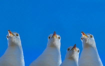 RF - Herring gull (Larus argentatus) with blue sky, England, UK, Digital composite. (This image may be licensed either as rights managed or royalty free.)