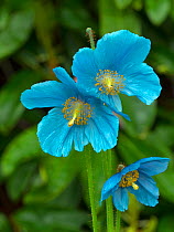 Himalayan blue poppy (Meconopsis betonicifolia) cultivated plant native to Bhutan.