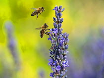 RF - Honeybee worker (Apis mellifera) feeding on garden lavender, England, UK, July. Digital composite. (This image may be licensed either as rights managed or royalty free.)
