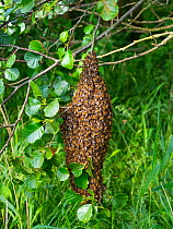 Honey bee (Apis mellifera) swarm hanging in alder tree,Norfolk Broads, England, UK, June.