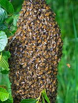 Honey bee (Apis mellifera) swarm hanging in alder tree, Norfolk Broads, England, UK, June.