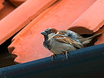House sparrow (Passer domesticus) in building, Scottish borders, UK, July.
