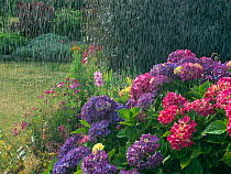 Hydrangea flowers in Summer rain shower summer