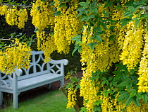 Laburnham X watereri &#39;Vossii&#39; and white garden seat, Houghton, Norfolk, England, UK. May.
