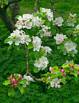 &#39;Lady Henniker&#39; apple tree blossom (Malus domestica) Thornham Hall, Suffolk, England, UK.